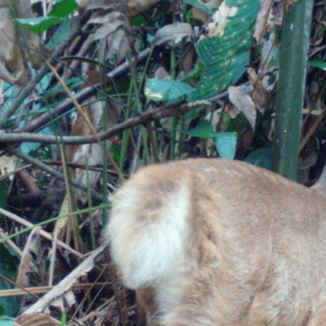 Colombia: más de 20 mil registros de animales con cámaras trampa en la Orinoquía y el Magdalena Medio