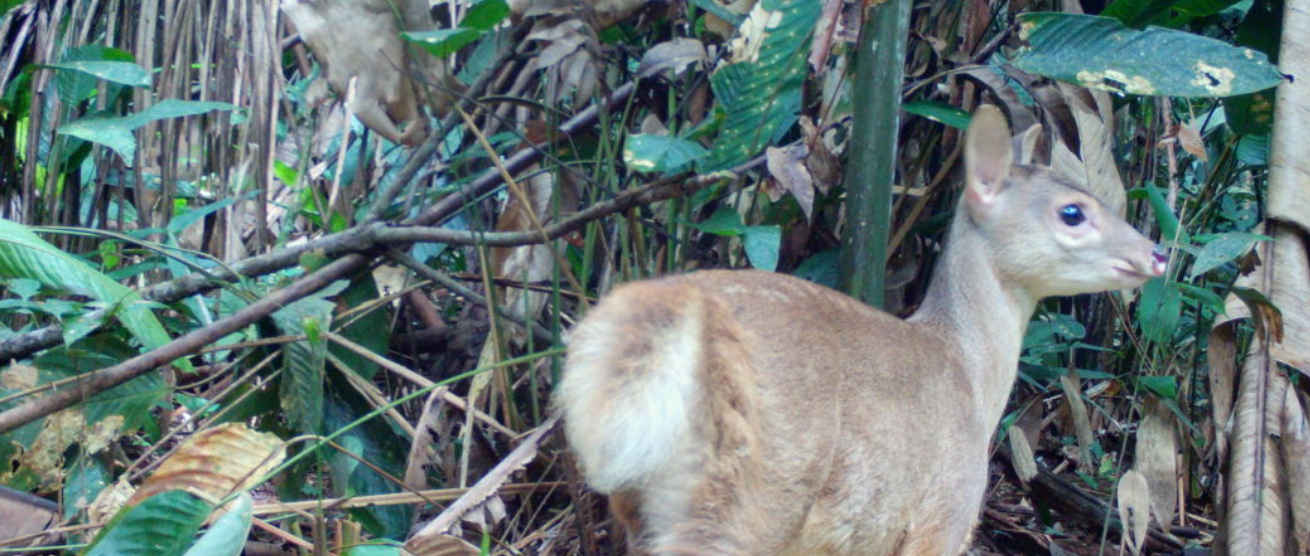 Colombia: más de 20 mil registros de animales con cámaras trampa en la Orinoquía y el Magdalena Medio