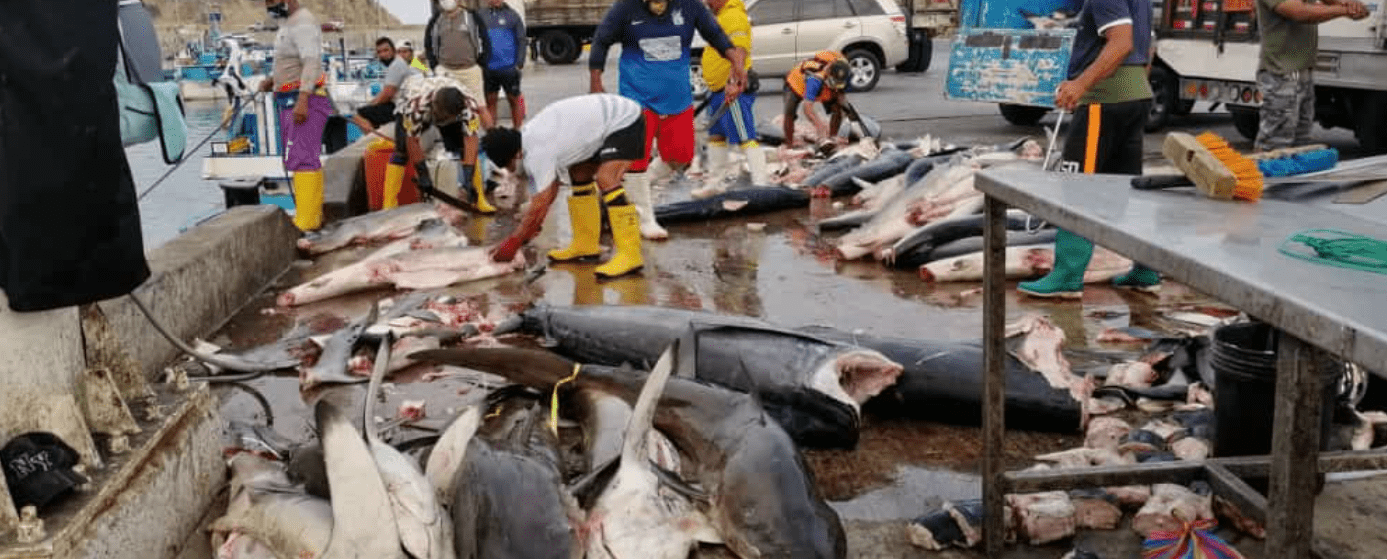 Ecuador: Asambleístas solicitarán a la Fiscalía acelerar la investigación sobre tráfico de aletas de tiburón