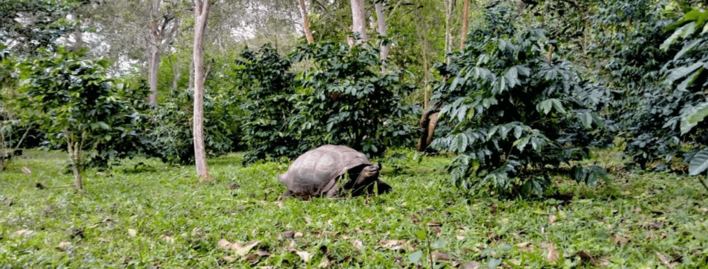 Las tortugas gigantes que hicieron brillar el café de Galápagos