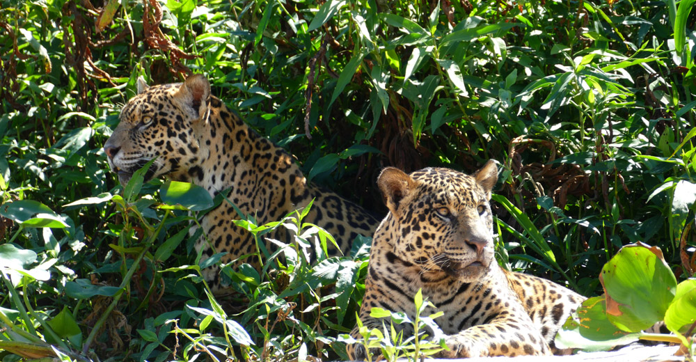 Hermanos jaguares (Panthera_onca) -Bernard Dupont / Wikimedia Commons