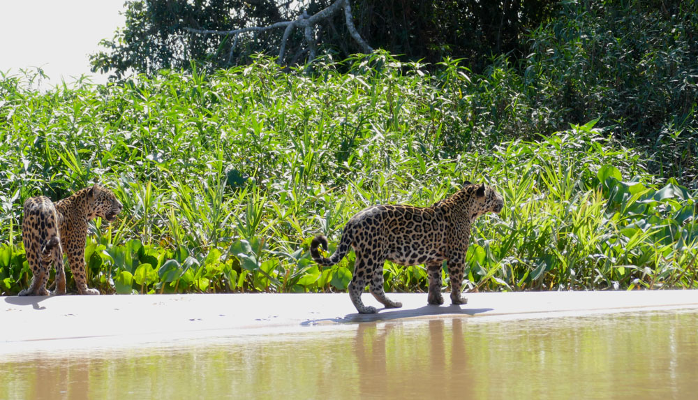 Hermanos jaguares (Panthera_onca. Bernard Dupont / Wikimedia Commons