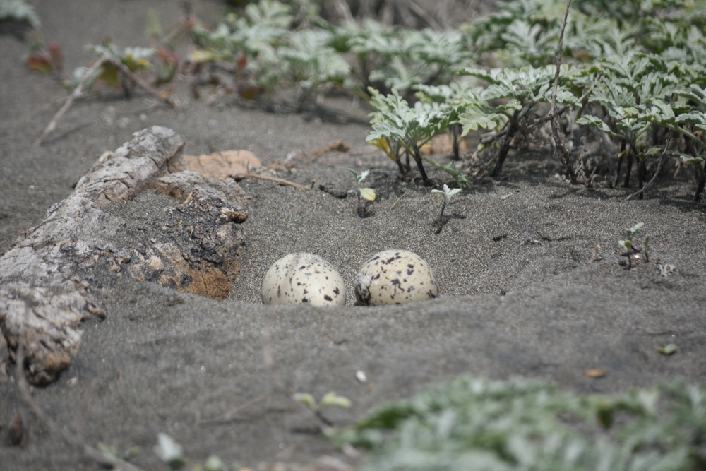 Huevos de pilpilén ©Franco Villalobos