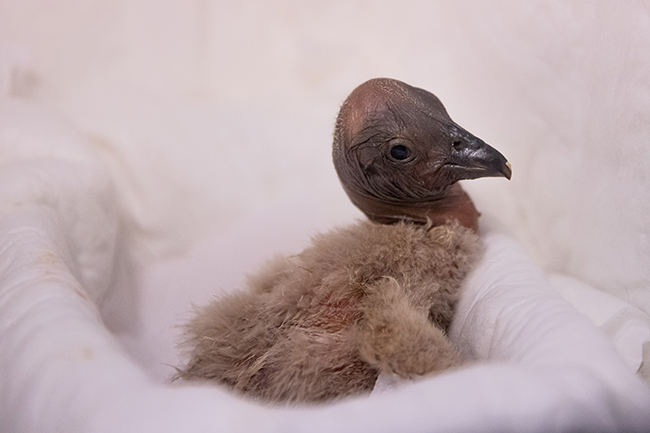 Todas las aves liberadas nacieron en cautiverio. Crédito: © Ecoparque BsAs