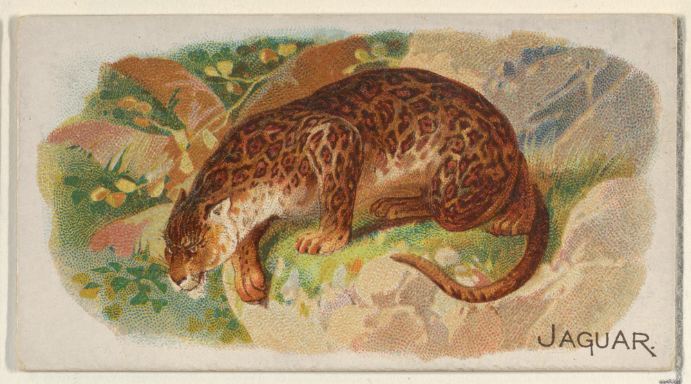 Jaguar 1890, from the Quadrupeds series (N21) for Allen & Ginter Cigarettes / Wikimedia Commons
