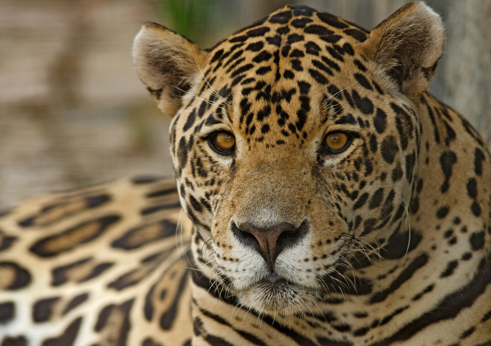 Jaguar. Ian Lindsay / Pixabay