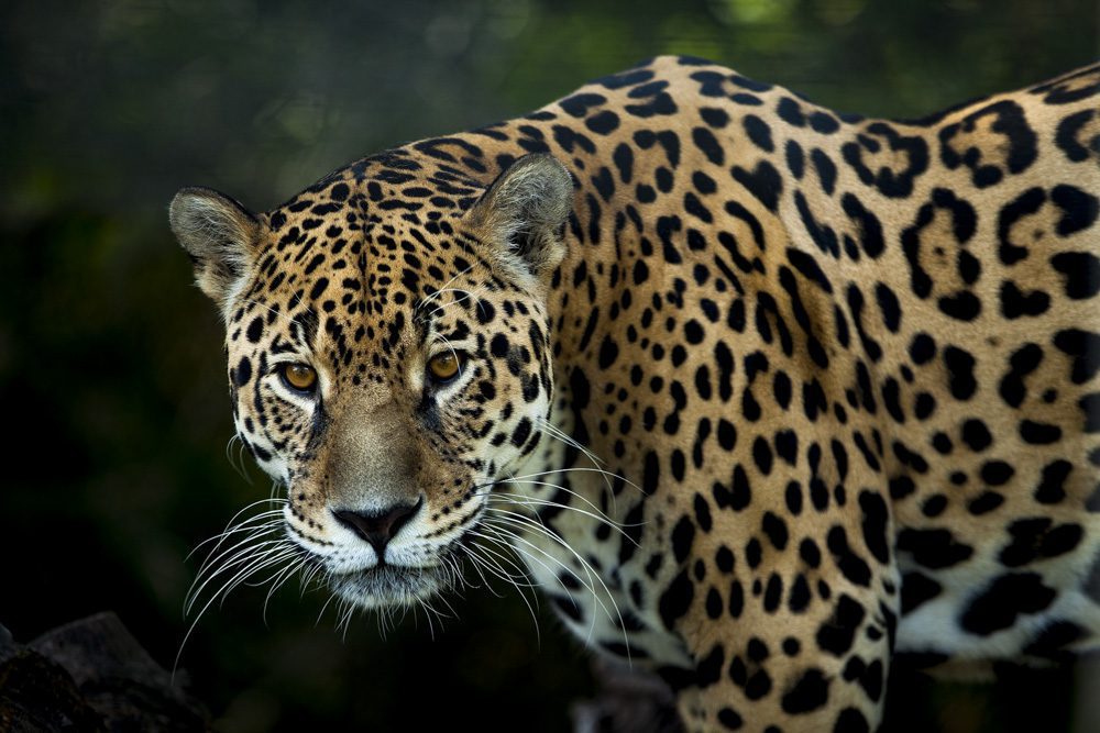 ¿Por qué desapareció el jaguar en Chile? La misteriosa extinción local del felino más grande de la América actual