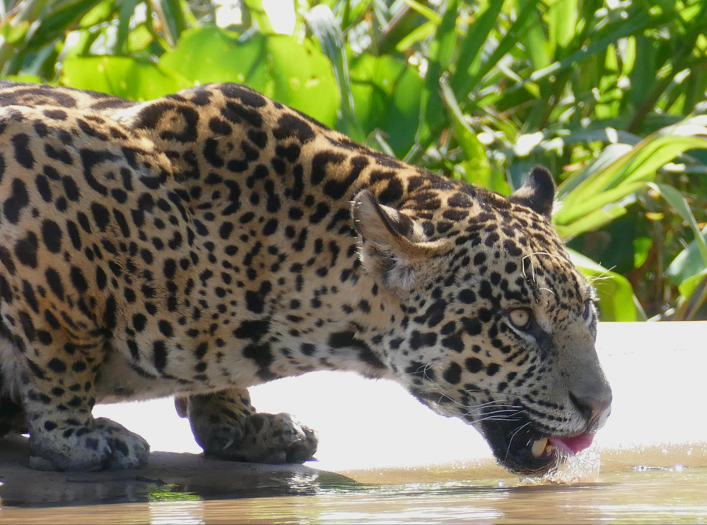 Jaguar_(Panthera_onca). Bernard Dupont / Wikimedia Commons