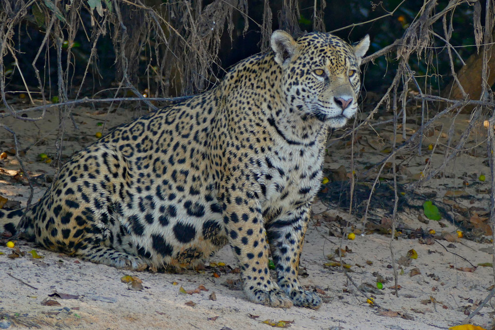 Jaguar (Panthera_onca). Bernard Dupont / Wikimedia Commons