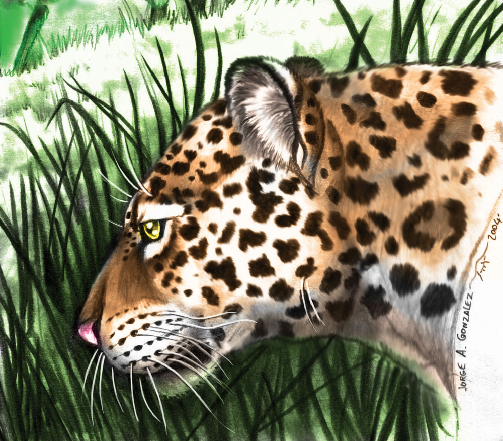 Jaguar Panthera onca mesembrina ©Jorge A. González
