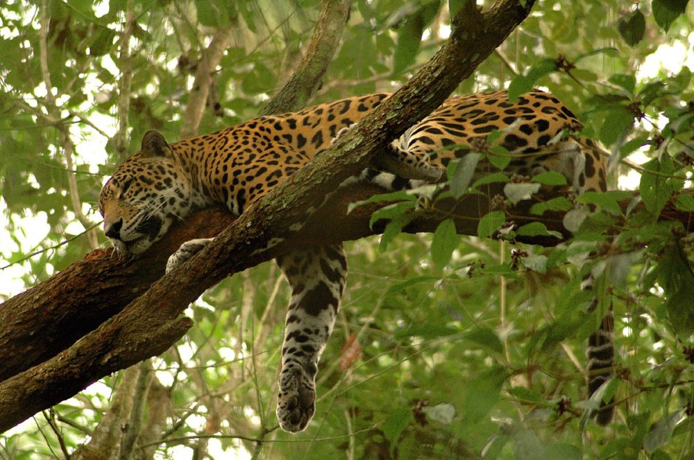 Jaguar Panthera onca Michael Schamis / Wikimedia Commons