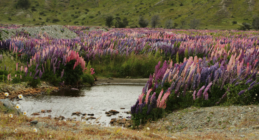 Lupinus polyphyllus Lindl. creciendo asilvestrado en Punta Arenas ©Tamara Núñez