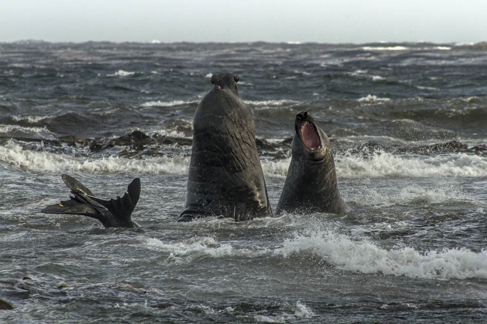 Todos los años, los Elefantes marinos regresan a Sea Lion, a disputar hembras y territorios.