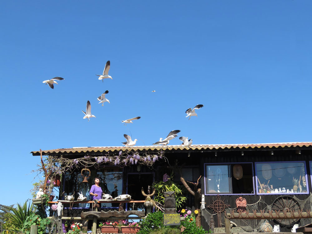 Las gaviotas llegan cada día a almorzar a la casa de Andrés y Mirtho en el balneario de Las Cruces.