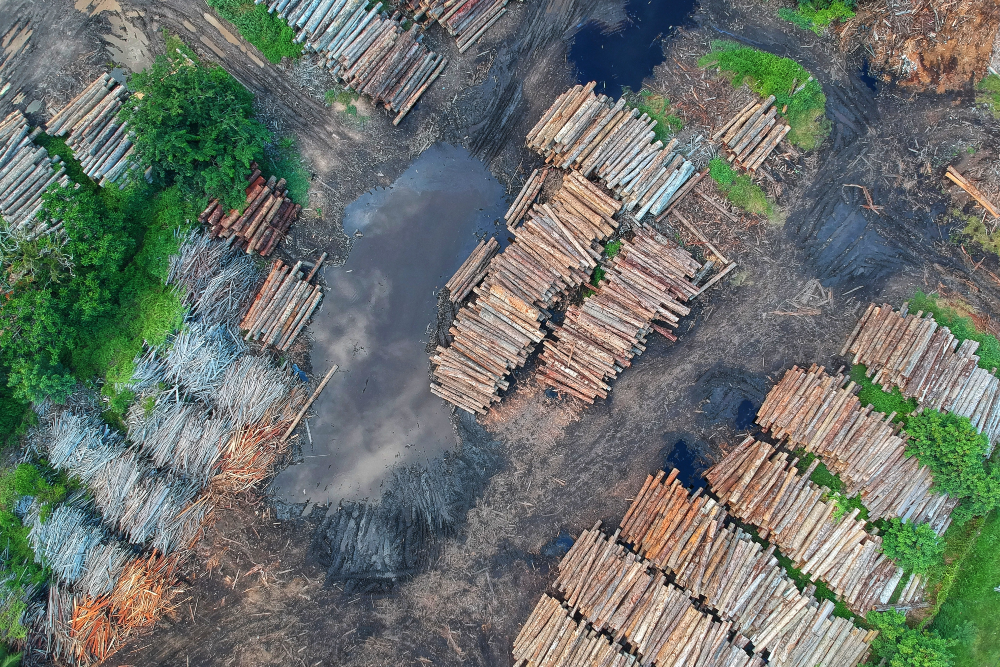 En todo el 2020 fueron devastados cerca de 8.500 kilómetros cuadrados en la Amazonía brasileña. Crédito: © Pok Rie/Pexels