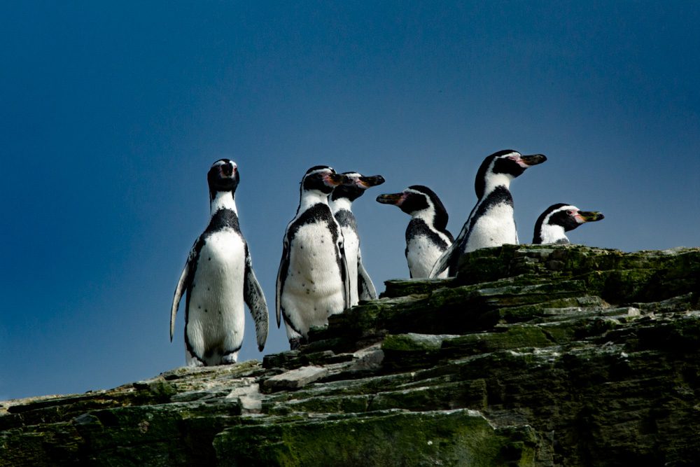 Pingüinos de Humboldt © César Villarroel