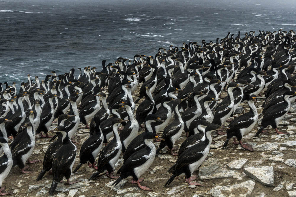 Desde los acantilados de Sea Lion, los Cormoranes esperan su turno, para alzar el vuelo .