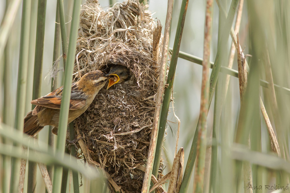 Trabajador (Phleocryptes melanops) alimentando a su cría en el nido ©Ana Robino
