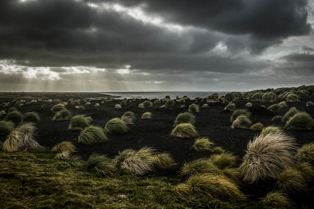 Tussac © Jorge Marín Reiche. Campos de Tussac, hierbas inmensas que se mueven como melenas al viento.