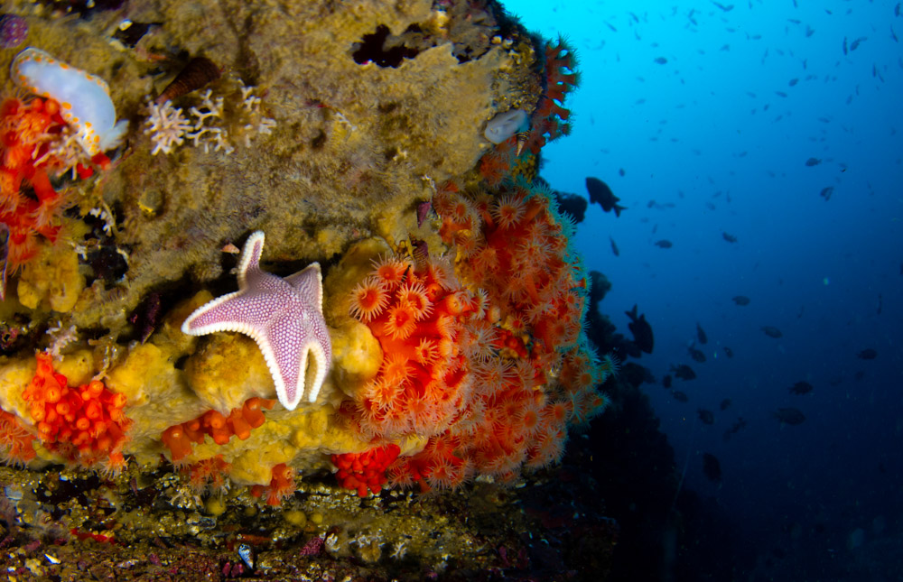 Vida submarina en Archipiélago de Humboldt ©César Villarroel