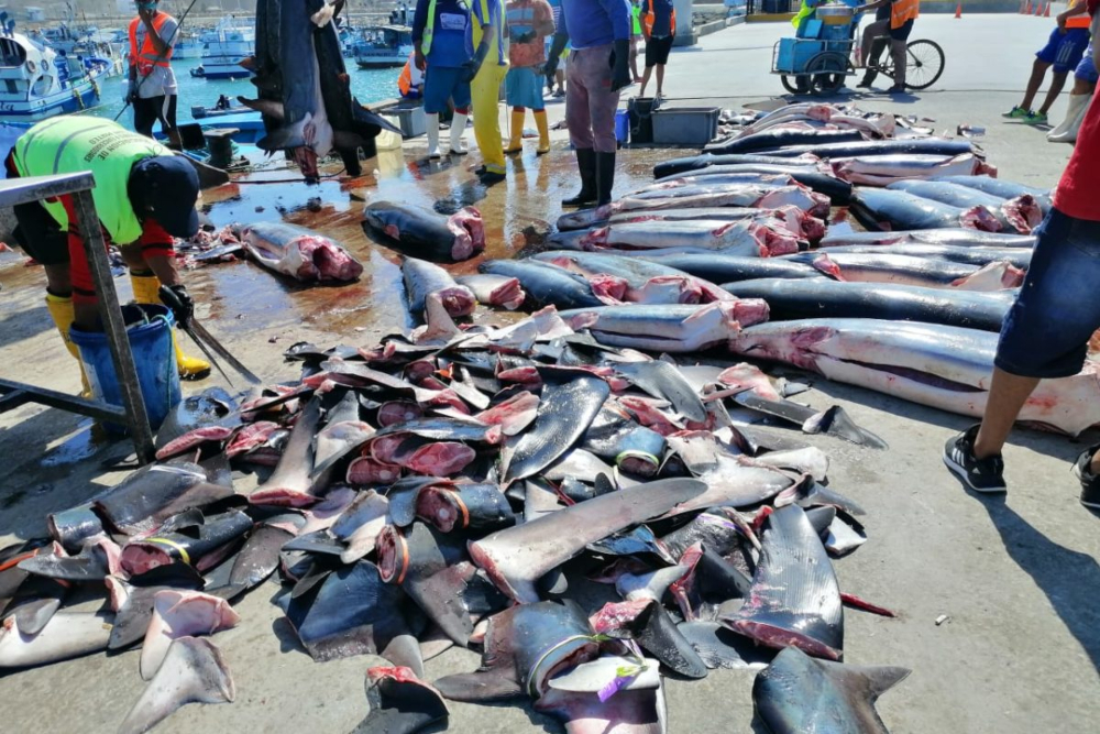 Tiburones desembarcados en Manta, Ecuador.