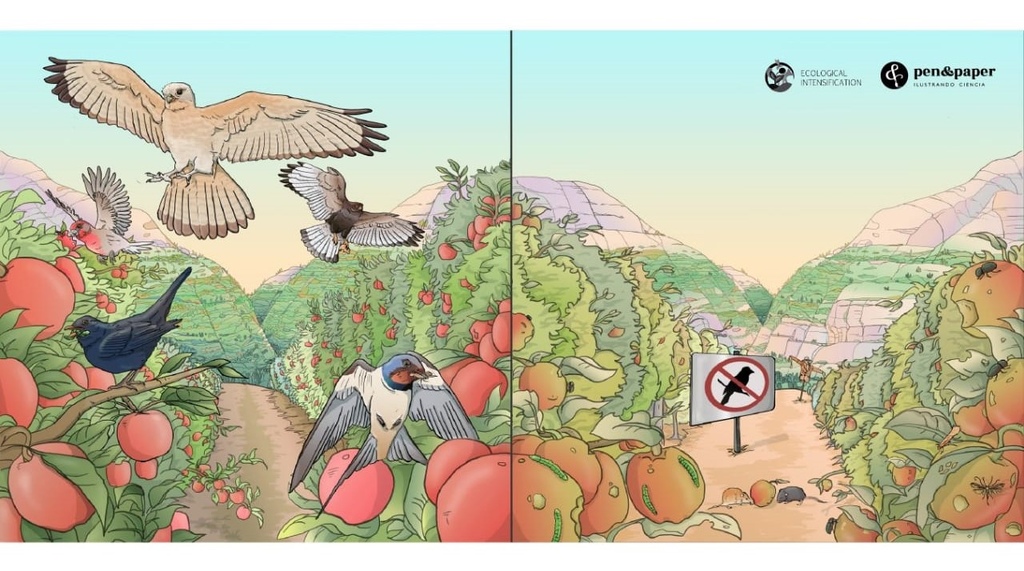 ilustración aves en cultivos