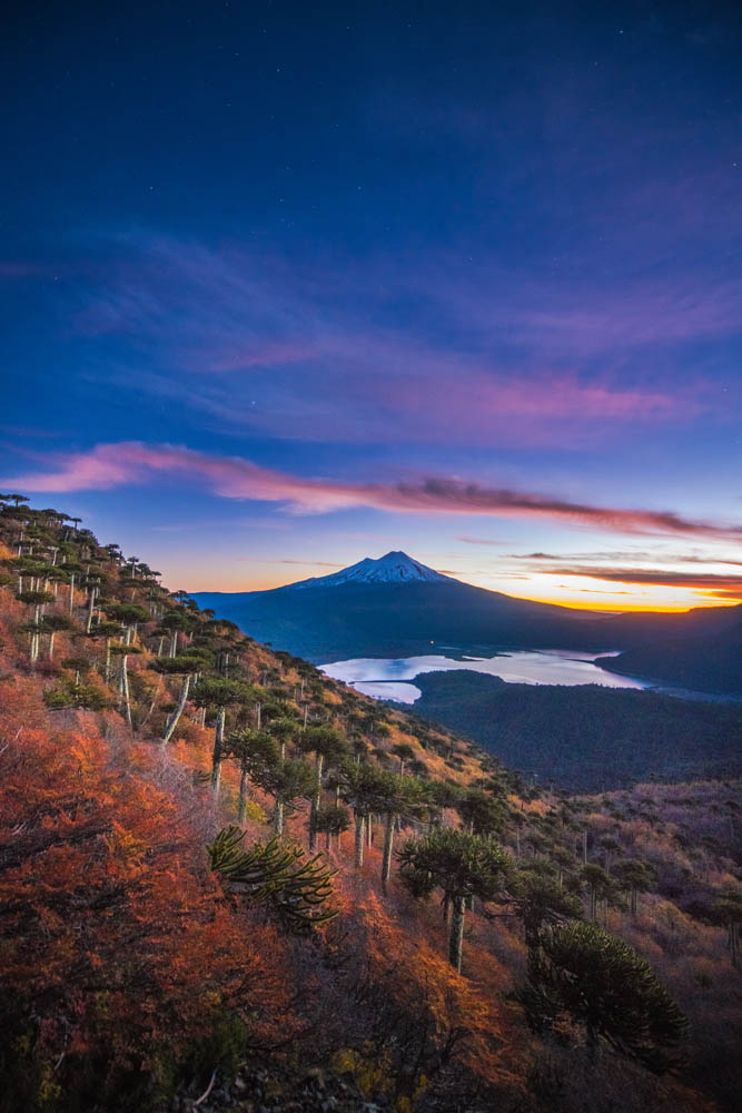 Bosques de ñirres, lengas y araucarias junto al volcán Llaima y el lago Conguillío. Parque Nacional Conguillío. Fernando Gudenschwager