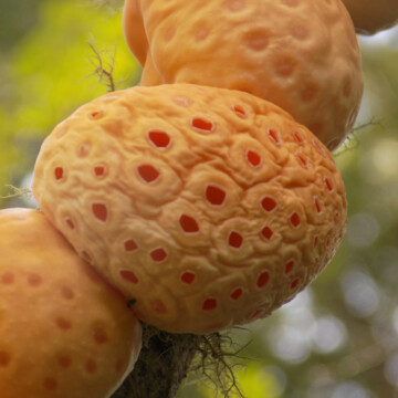 La familia de los digüeñes: hongos comestibles del sur de Chile