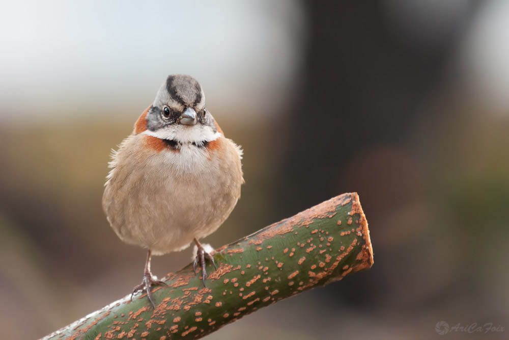 ¿Las has visto? Diez de las aves más comunes de observar en Santiago, Chile