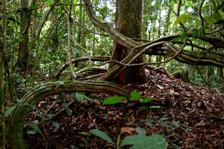 El suelo de la selva tropical de la cuenca del Congo. Según el estudio, la mayor parte de las especies de eulipotiflanos con datos insuficientes se encuentran en la cuenca del Congo, el sur y parte central de China y Laos y Vietnam. Imagen de Corinne Staley vía Flickr (CC BY-NC 2.0).