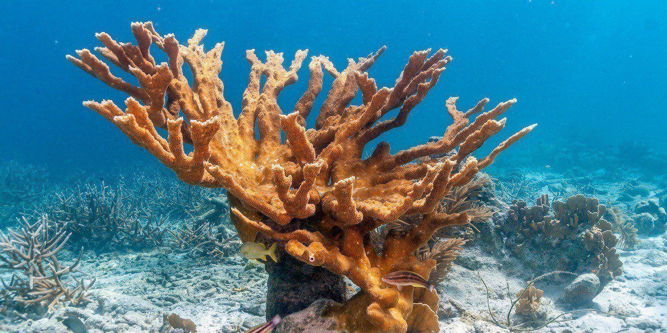 Coral cuerno de alce. Crédito: © Wildfor.life