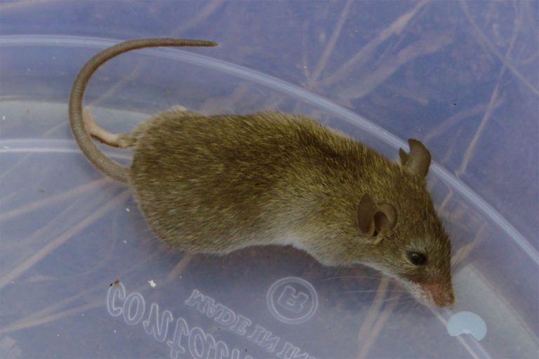 Una rata cutch (Cremnomys cutchicus). El estudio encontró que cinco eulipotiflanos y 44 roedores tienen variedades que quedan completamente fuera de cualquier área protegida. Imagen de Krishnapriya Tamma vía Wikimedia Commons (CC BY 3.0).