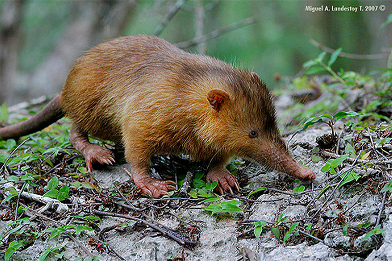 Ser pequeño ha significado que muchos roedores y eulipotiflanos amenazados se están deslizando hacia la extinción inadvertidos. En la actualidad, el solenodonte o almiquí de Cuba está en peligro de extinción. Imagen de flickker photos vía Flickr (CC BY-NC-ND 2.0).