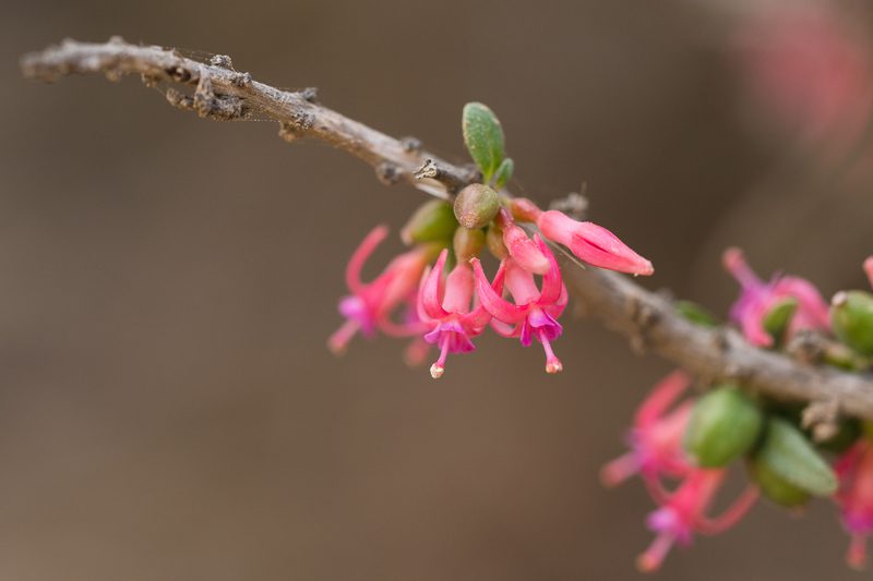 Especie endémica. Fuchsia lycioides. @franciscasantamariaphoto_Easy-Resize.com