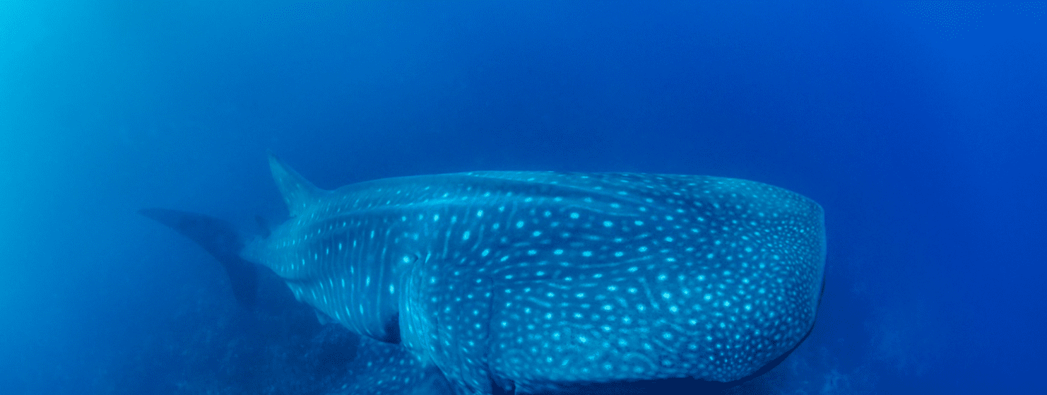México: Pescadores de Bahía de los Ángeles ayudan a la ciencia a descifrar los misterios del tiburón ballena