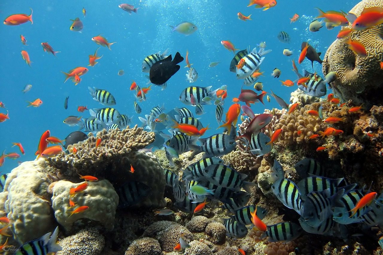El mayor análisis de la salud de los arrecifes de coral de la historia