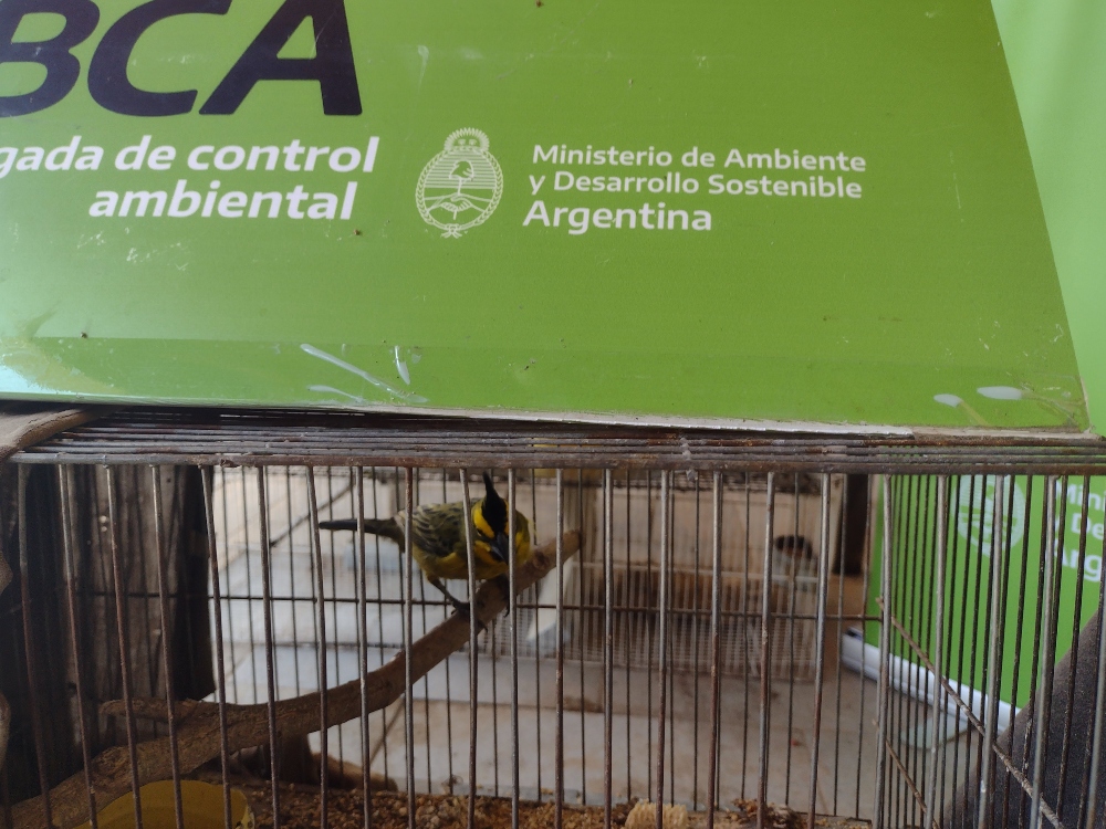 Brigada de Control Ambiental también encontró otras aves y jaulas. Crédito: © CBA/Argentina