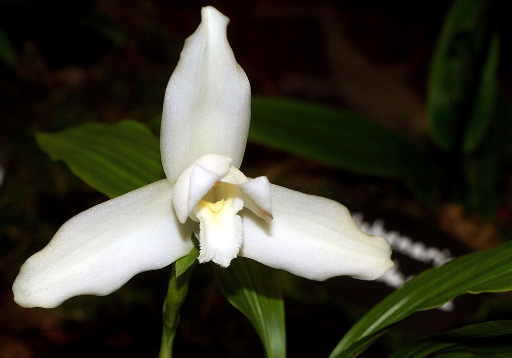 Orquídea Monja Blanca. Crédito: © Orchi