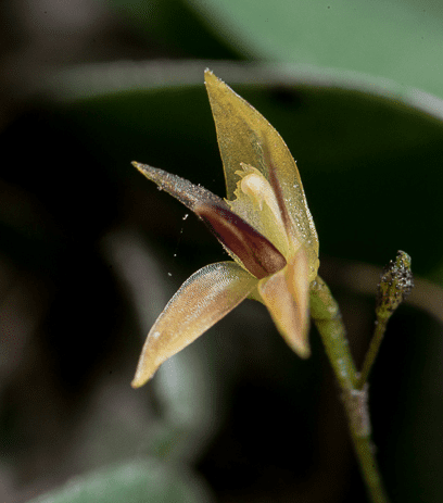 Conoce 5 raras y asombrosas orquídeas de México, uno de los países con mayor diversidad de estas especies
