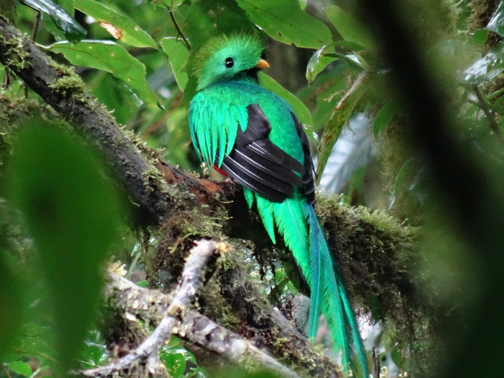 Los quetzales con aves pintorescas que forman parte de la historia de pueblos precolombinos. Son vendidos también como mascotas en algunos países, pese a ser una especie protegida. Crédito: © Pat Deacon/iNaturalist