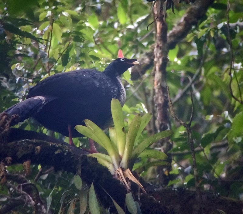 Los pavones y quetzales han sido cazados y sacados de la reserva del volcán tacaaná para la venta como mascotas. Crédito: © upupamartin/iNaturalist