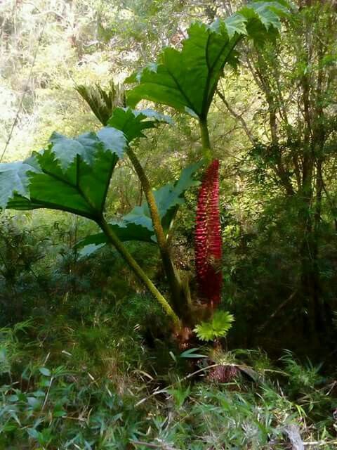 Nalca es una planta ornamental y comestible del Sur de Chile ©Katia Corvalan – Pinterest