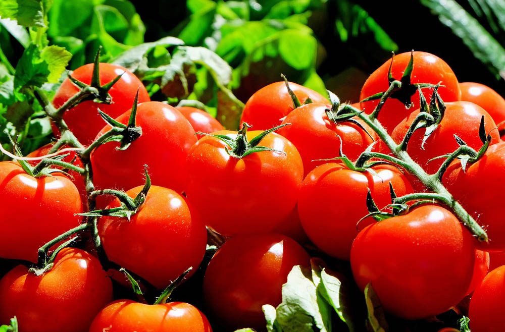 El costo ambiental de comer tomates todo el año