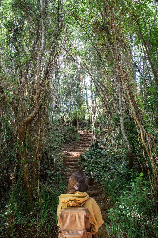 Un sendero en el Humedal Angachilla ©Esteban Amaro