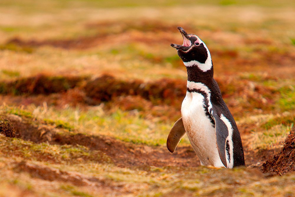 Argentina, el país con 80% de la población de pingüinos de Magallanes con pareja y la responsabilidad de protegerlos