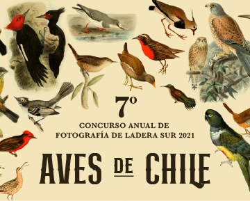 Bases 7mo Concurso de Fotografía de Ladera Sur “Aves de Chile” 2021 – ¡Todos a participar!