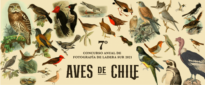 Bases 7mo Concurso de Fotografía de Ladera Sur “Aves de Chile” 2021 – ¡Todos a participar!