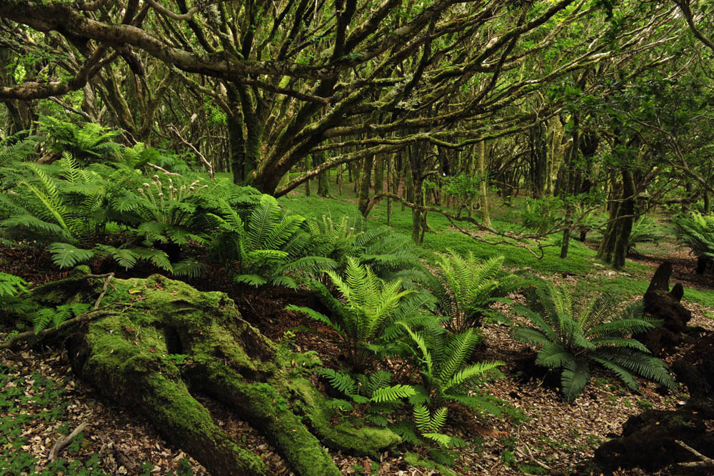 Bosque endémico en Cerro Alto – bosques singulares ©Guy Wenborne