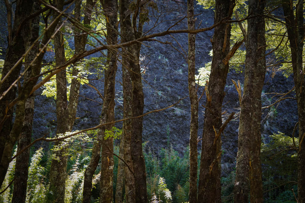 Bosque nativo, roca detrás ©Verónica Droppelmann