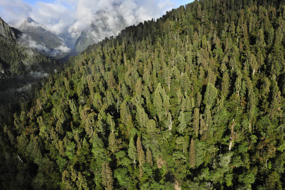 Bosques de alerces, valle de Lloncochagua Huinay ©Guy Wenborne
